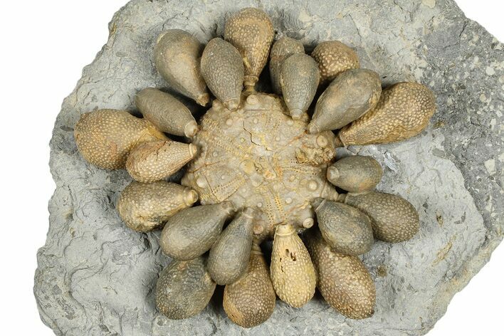 Jurassic Club Urchin (Asterocidaris) - Boulemane, Morocco #366890